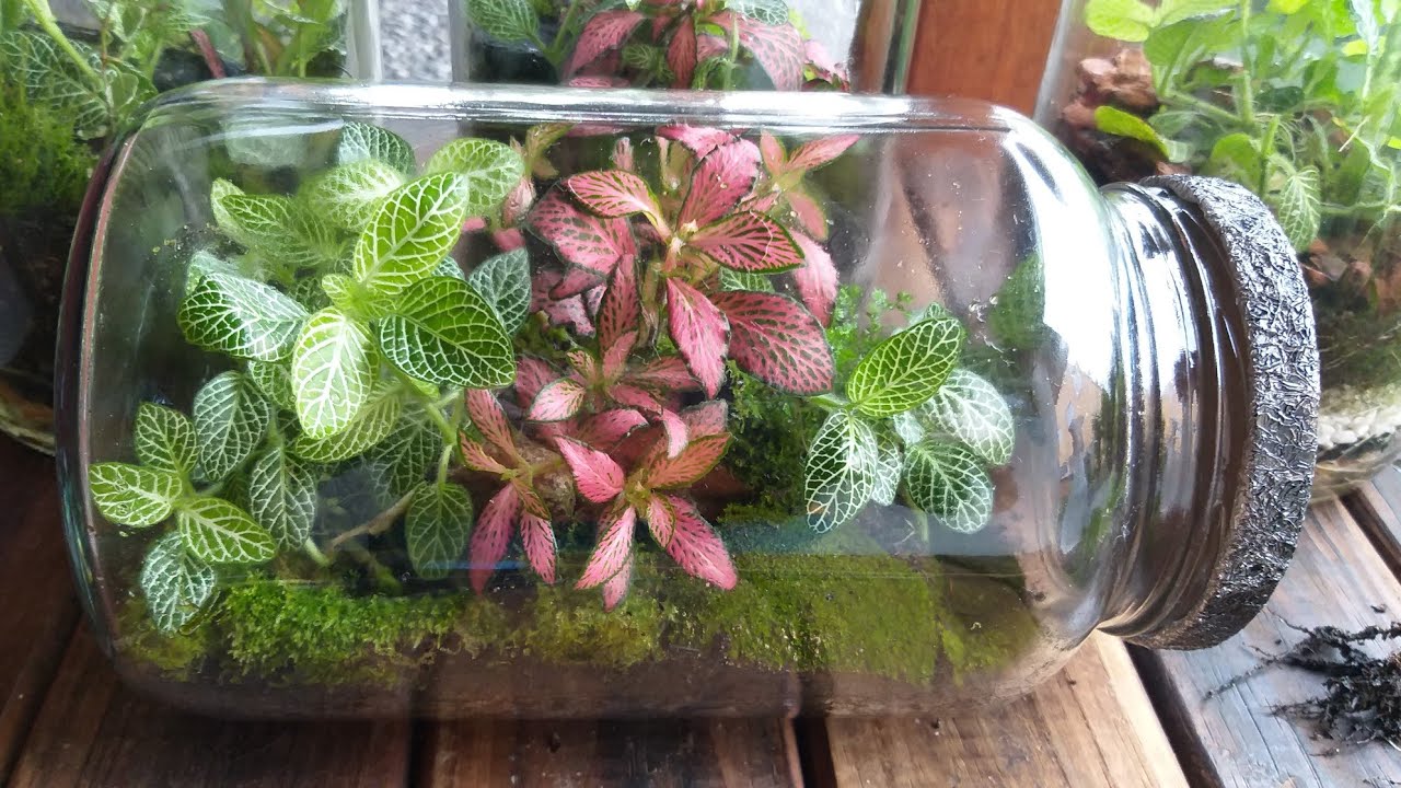 Manutenção de Terrário:)🌿como fazer