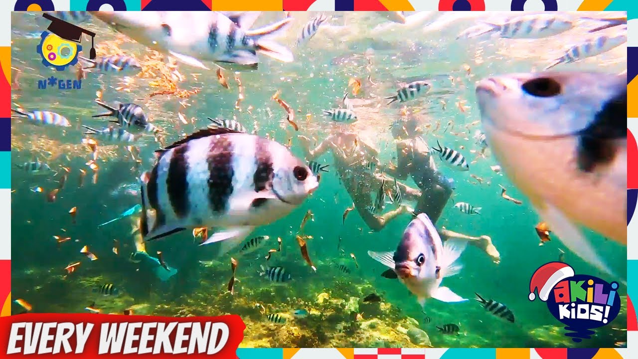 N* Gen | The Ocean Treasure Hunt | Akili Kids!