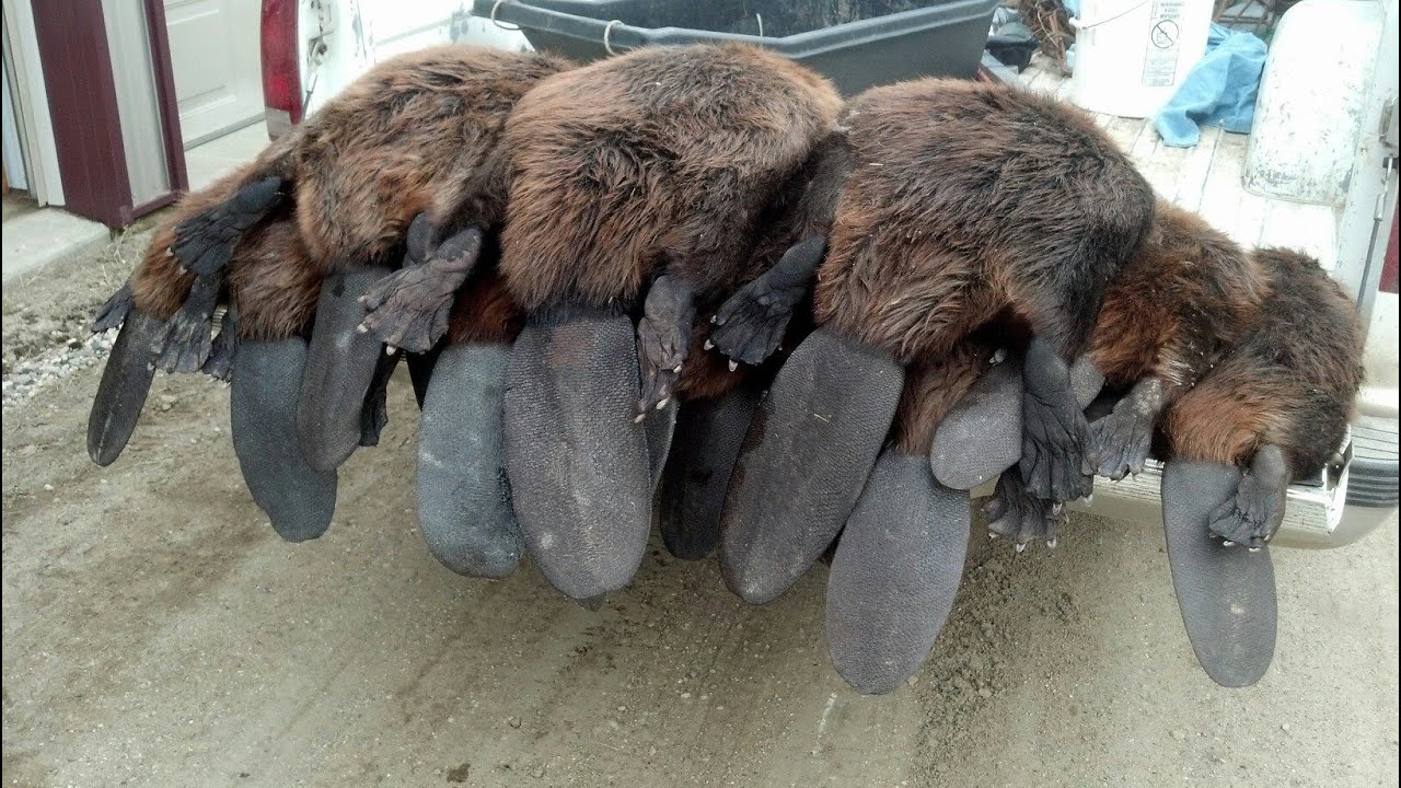 Best Spring Beaver Trapping video ever!  330 conibears and snares.