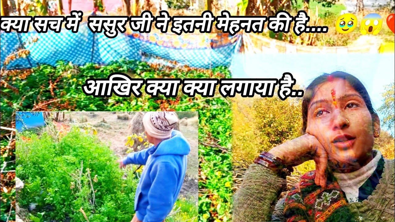 ससुर जी ने भी दिखा दी आज अपनी खेतीबाड़ी... 🥬😱 मेहनत का फल #video #vlog #wayral_video #youtubevideo 