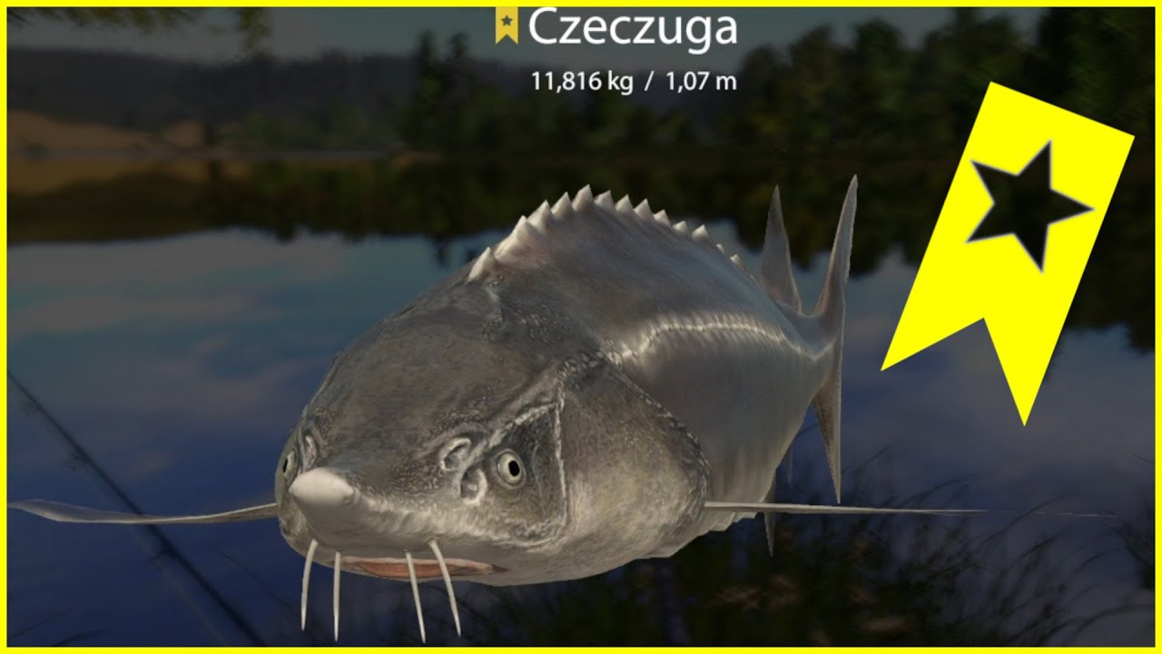 Russian Fishing 4 | SURA RIVER | Trophy Sterlet Czeczuga | SPOT RF4