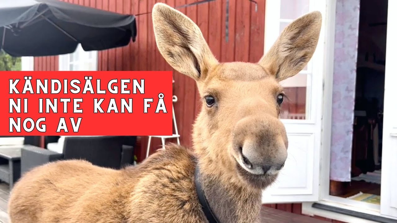 Full fart på Gårdsjö Älgpark