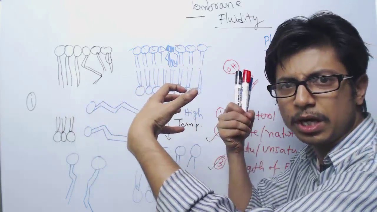 Cell Membrane Fluidity | Role of cholesterol