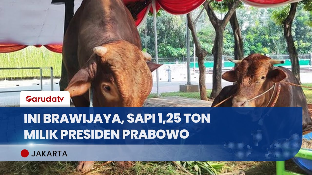 Sapi Kurban Presiden Prabowo Disulap Jadi Makan Besar Bareng Anak-Anak Yatim