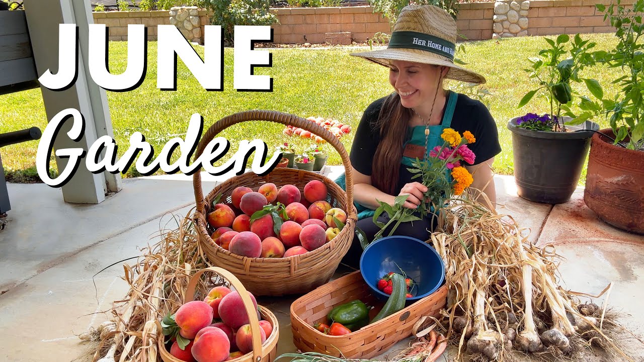 June Garden Tour: Peaches & Sunflowers (Plus the REAL struggles!)