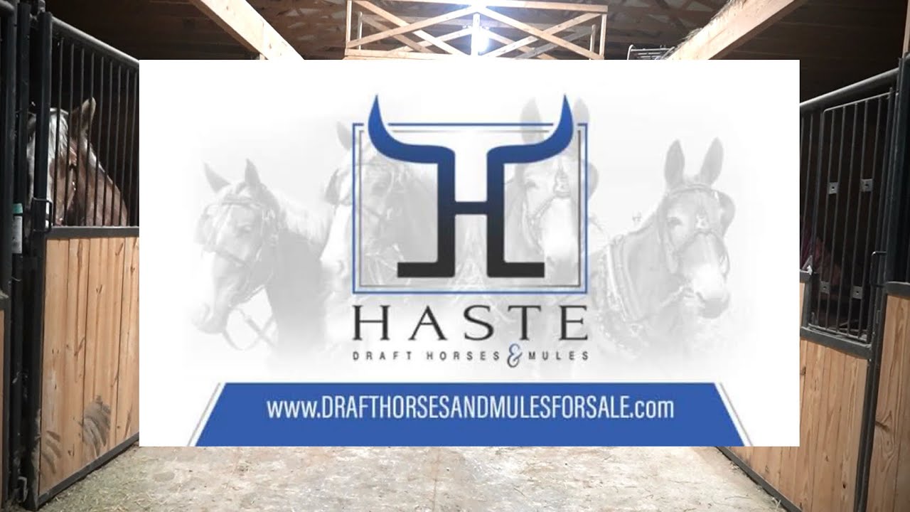 Barn Walk Thru Evening 1-8-24 Draft Horse Teams for sale @ Haste Draft Horses & Mules 606-303-5669