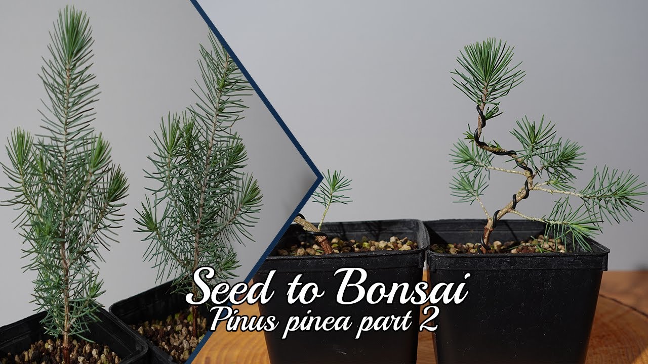 Seed to Bonsai: Stone Pine (Pinus Pinea) #2
