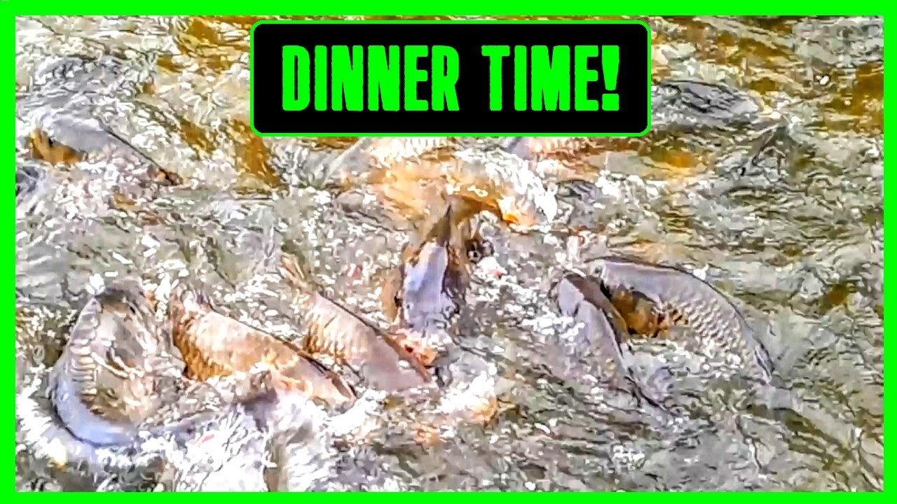Carp Feeding Frenzy!  - How Carp Feed Together on the Surface