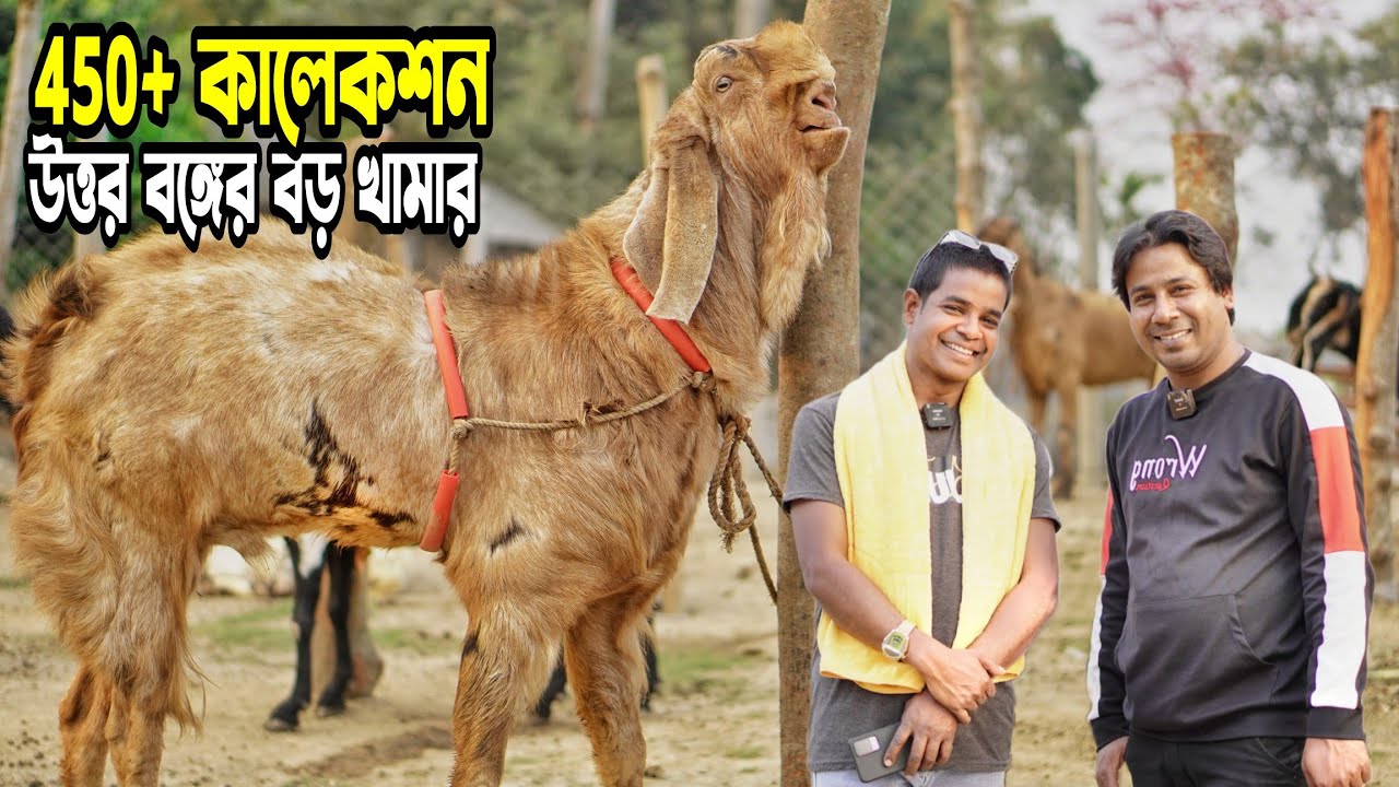 450+ কালেকশন । Big Goat Farm।উত্তর বঙ্গের বড় ছাগল খামার। নাটোরের হান্নান ভাইএর খামারে।Sheep Farm