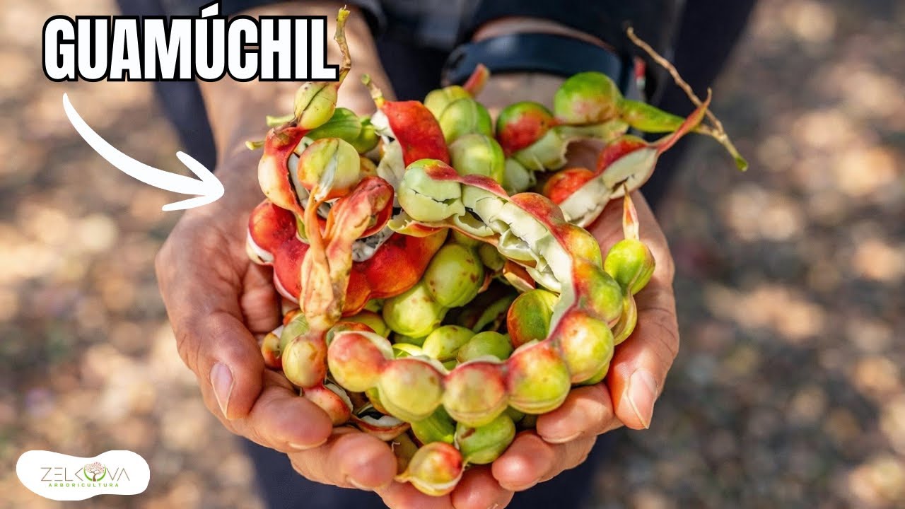 ¿Conoces el Guamúchil? El Árbol Nativo con Vainas Comestibles I Pithecellobium dulce