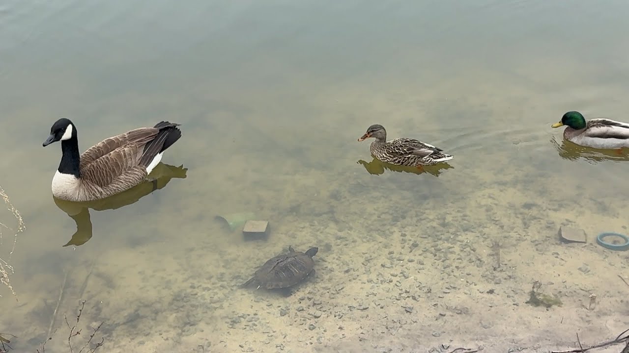 Geese and Ducks on the Pond! Nature Sounds. So Relaxing