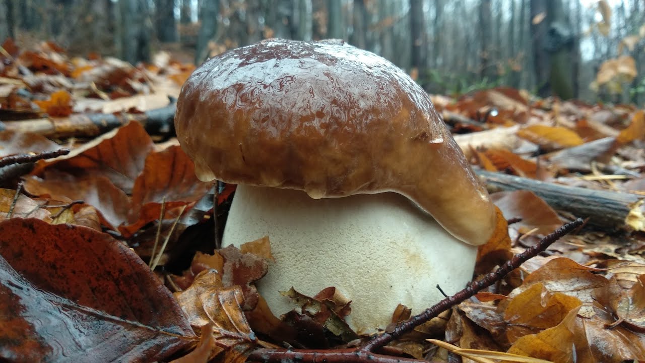 GRANDE FUNGHI PORCINI 4K!NEW VIDEO!!