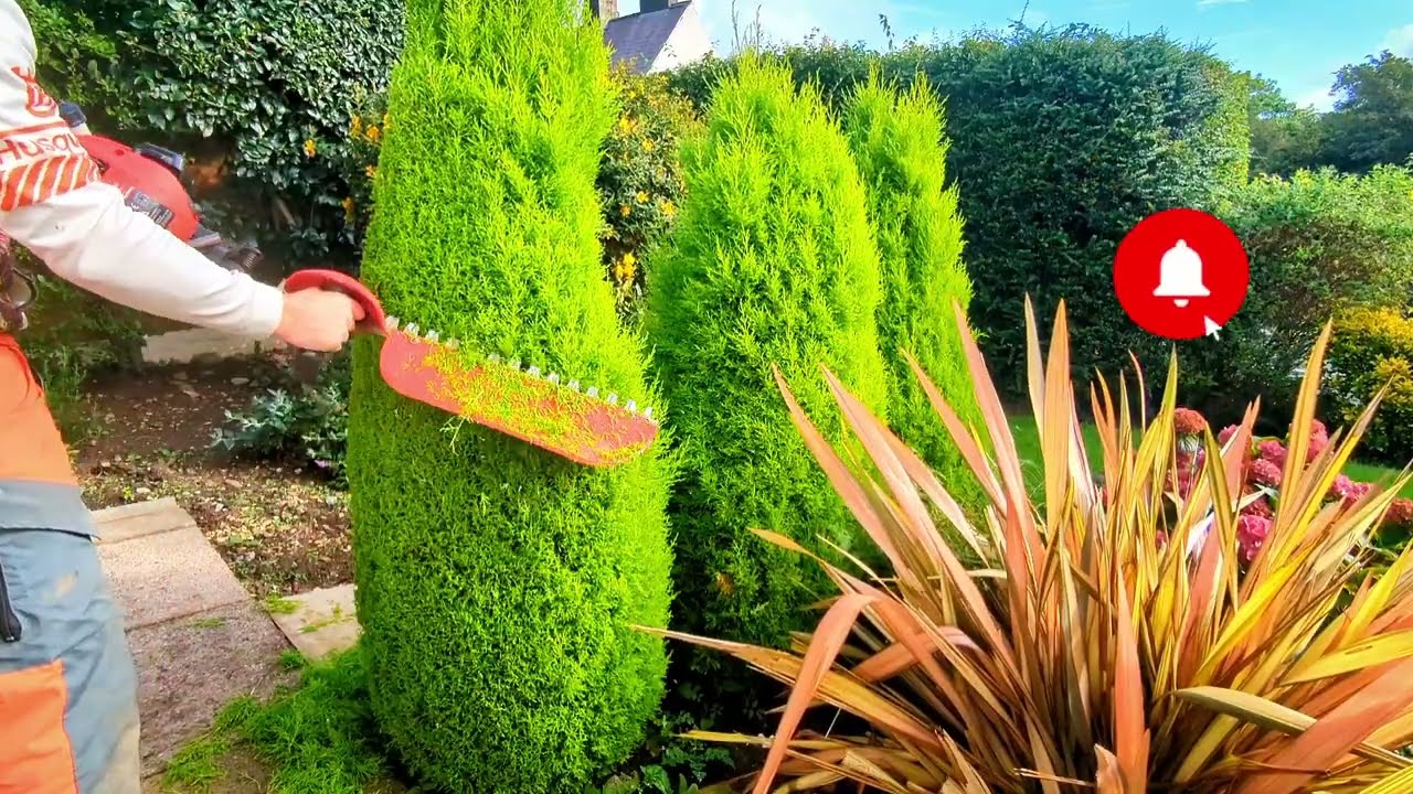 Trimming these 'perfect' Conifer Triplets