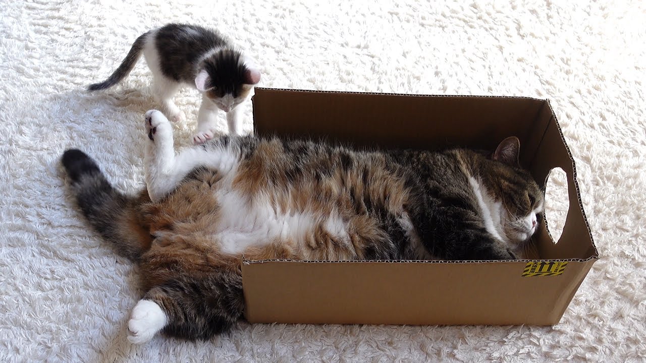 箱入りまるが気になる子ねこ。-Kitten Miri is confused by Boxed Maru.-