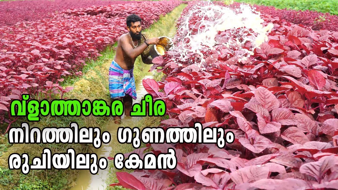 വ്‌ളാത്താങ്കര ചീര_നിറത്തിലും ഗുണത്തിലും രുചിയിലും കേമൻ  Vlathankara Cheera