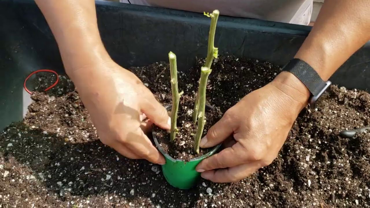 Reproduzca  la bugambilia , muy fácil con Chuyin.
