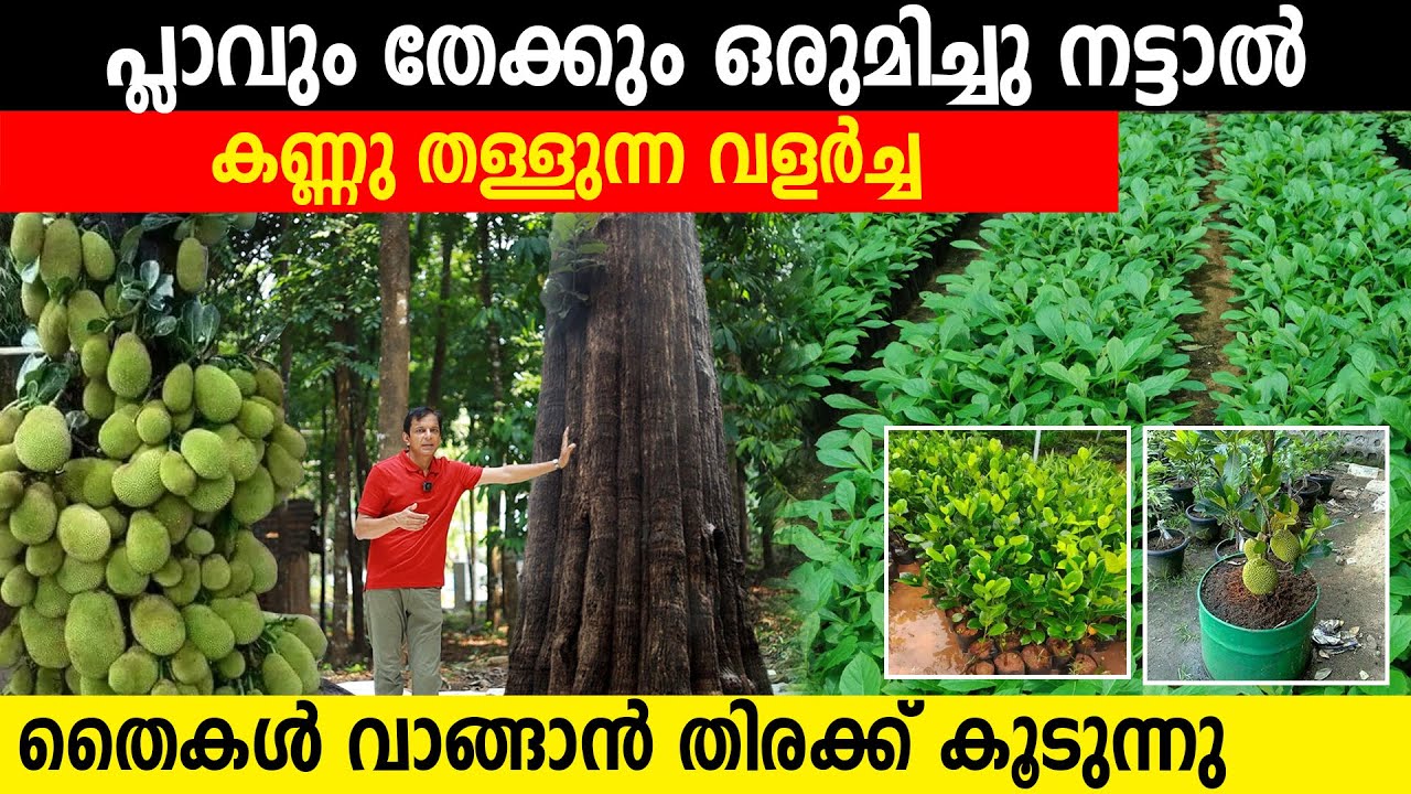 പ്ലാവും തേക്കും ഒരുമിച്ചു നട്ടു | കണ്ണു തള്ളുന്ന വളർച്ച |തൈകൾ വാങ്ങാൻ തിരക്ക് കൂടുന്നു|exotic plants