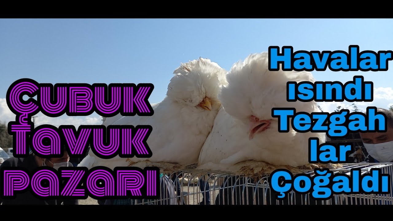 Çubuk Tavuk Pazarı