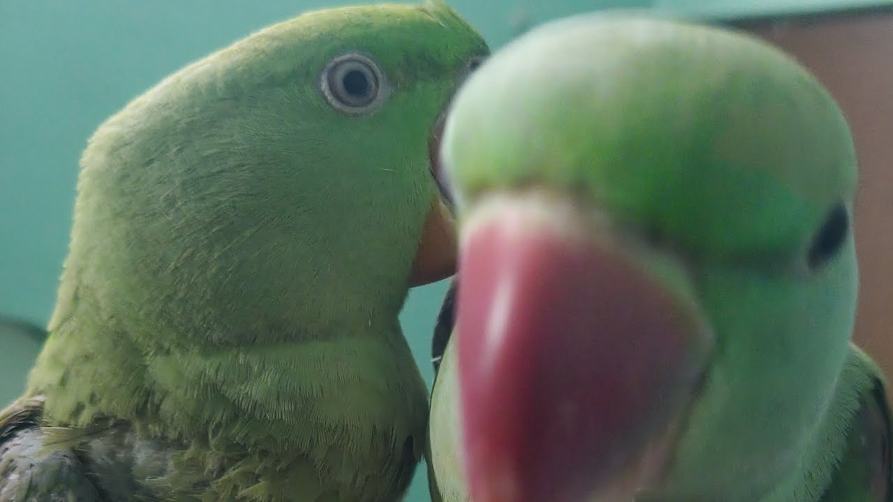 ringneck parrot or Alexander parrot ki Masti 🎊🎊🥰