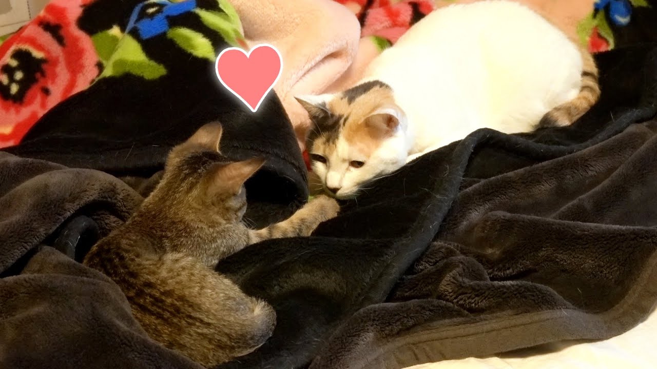 ついに仲良し！？先輩猫と後輩子猫が一緒にお昼寝！