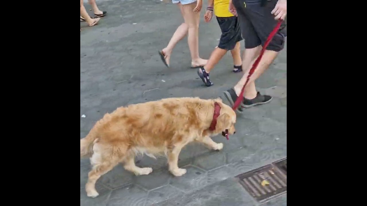 A dog 🐕 is one of the remaining reasons why some people can be persuaded to go for a walk 🚶&zwj;♂️🚶