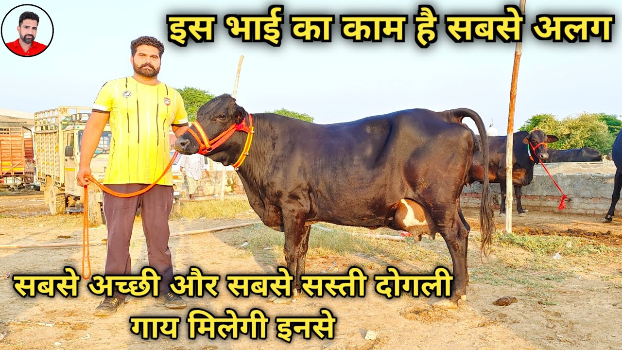 इनसे मिलेंगी सबसे ज्यादा दूध वाली दोगली नसल (Cross breed) की गाय। और दाम है सबसे कम। जल्दी खरीदो।