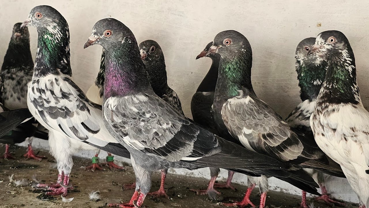 ❤️🕊🕊KGN pigeon loft Gautam  is live🕊🕊❤️