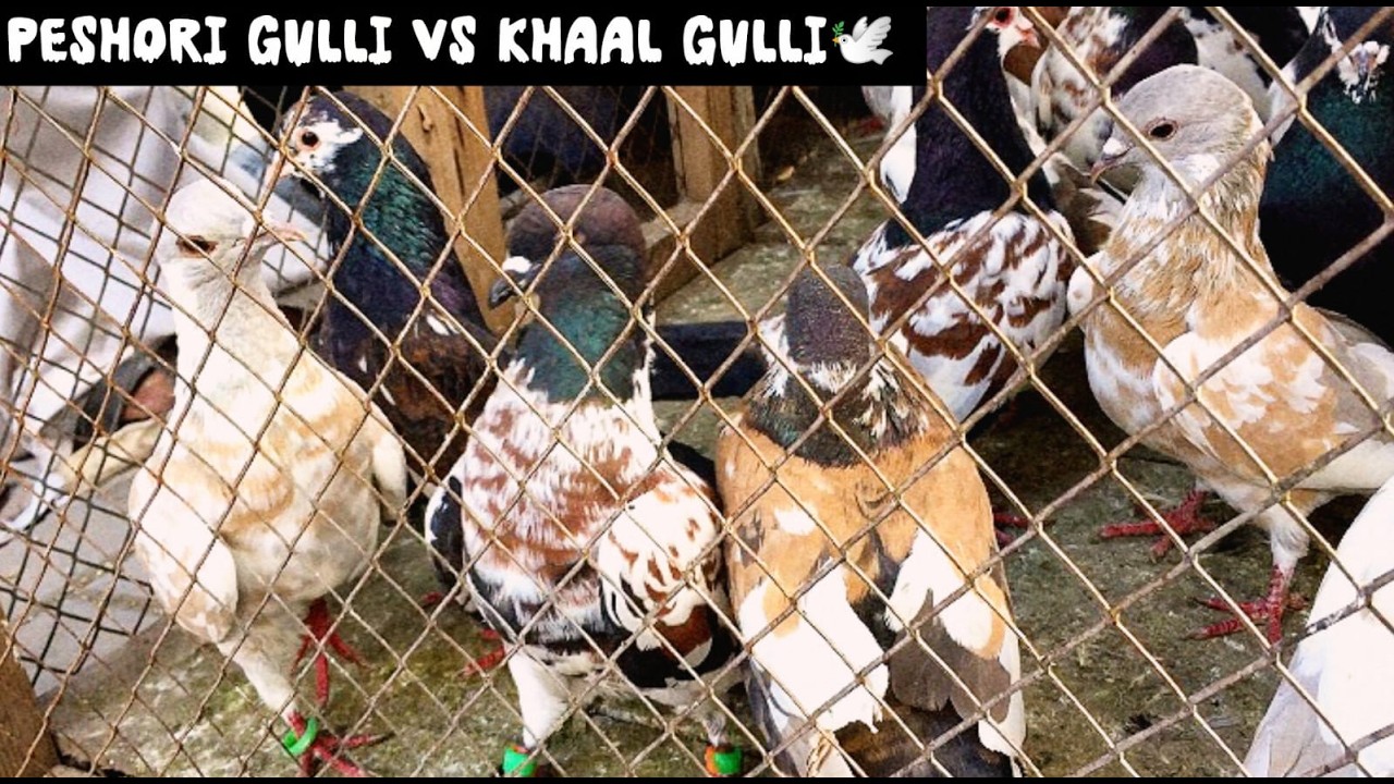 Multan kabotar mandi main peshoreyo ki bharmaal @ChanduMultanipigeons786 |