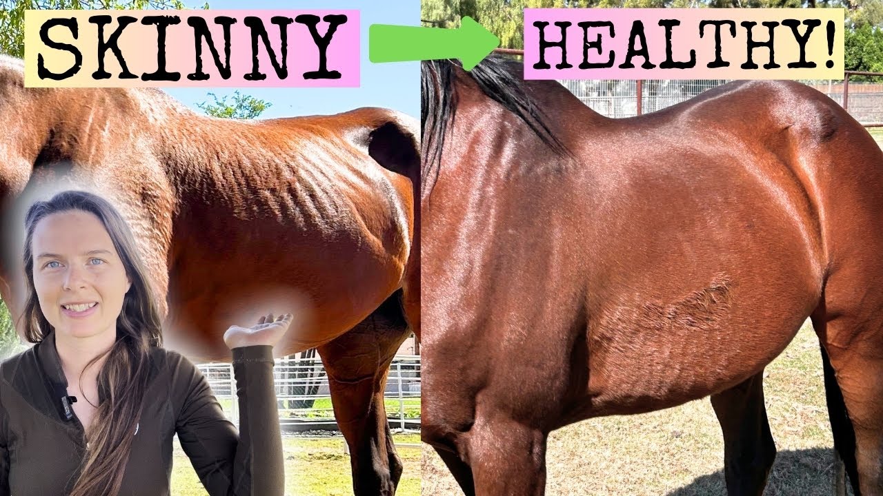How to help your SKINNY HORSE gain and KEEP WEIGHT (forage based, grain free)