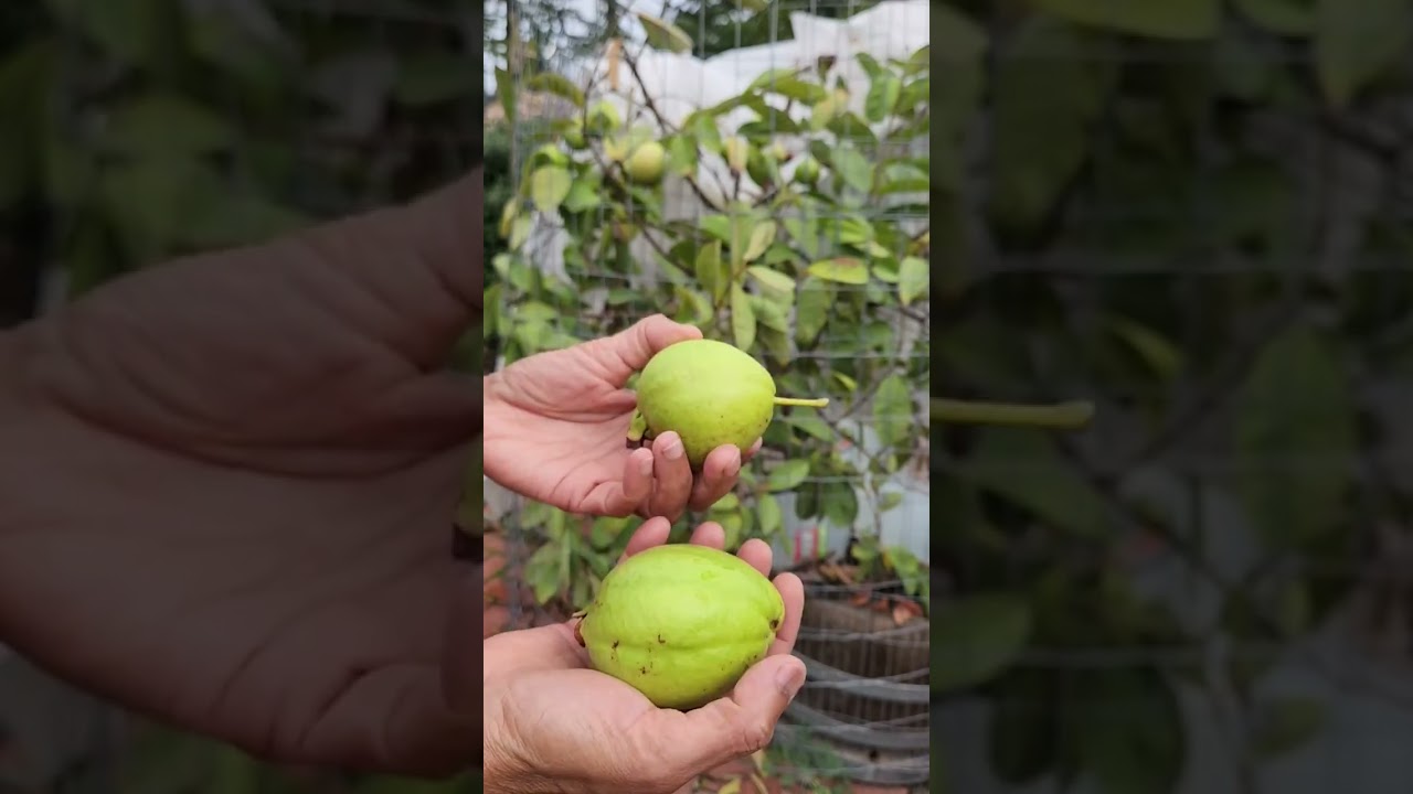 Harvesting Indian Guavas From My Wine Barrel Tree