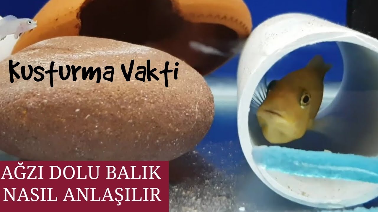 BALIK NASIL KUSTURULUR, AĞZI DOLU BALIK NASIL ANLAŞILIR, akvaryum balıkları