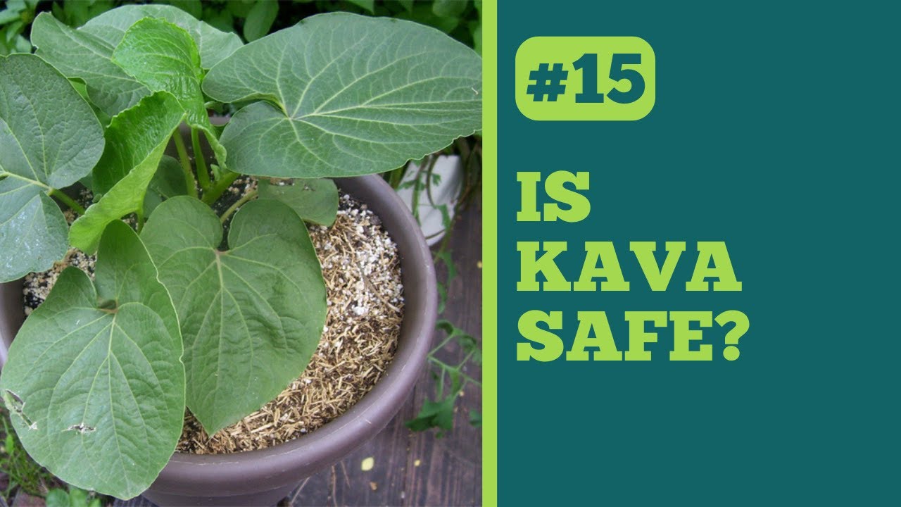 Is Kava Safe?