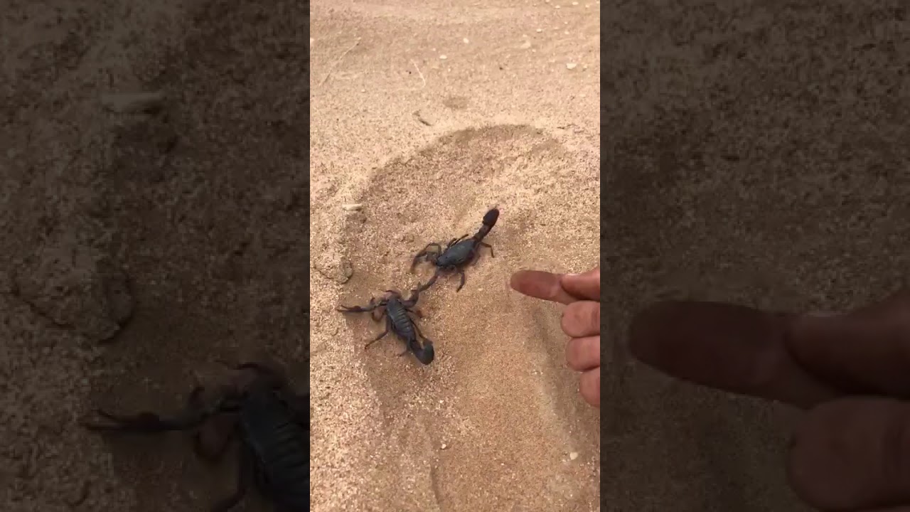 Rare sighting scorpions mating