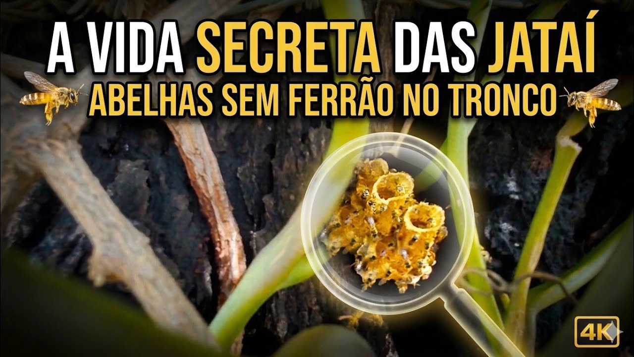 Parei no meio da estrada para mostrar a colônia de Jatai. 
