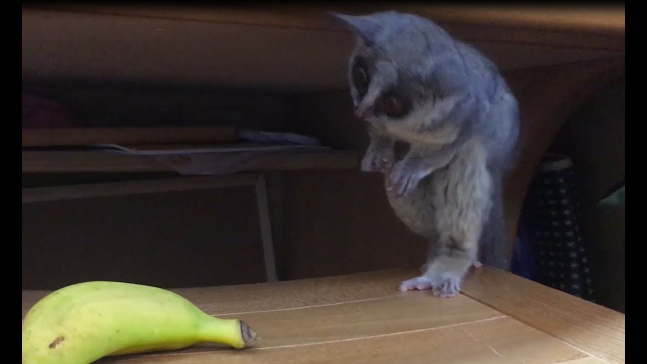 ショウガラゴ　初めて、バナナを丸ごとやったリアクション　　(August 14, 2019)