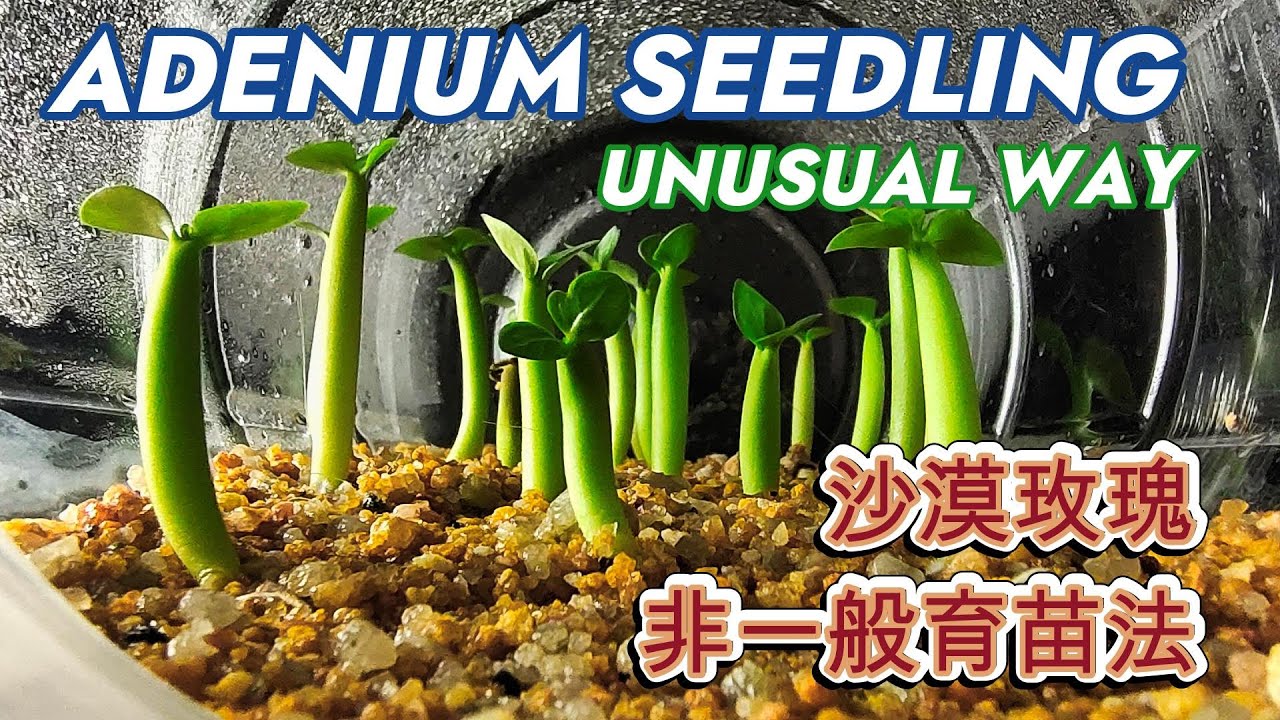 Adenium unusual seedling Method 沙玫奇特育苗法#plants   #adenium    #bonsai   #desertrose    #bungakamboja