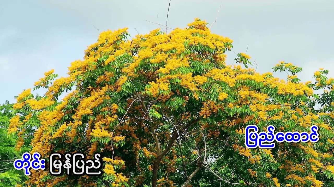မြူမှောင်ဝေကင်း - သင်္ကြန် ကာရာအိုခေ