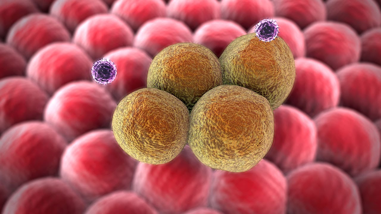Human Physiology - The Specific Immune Response: Characteristics of B and T Cells