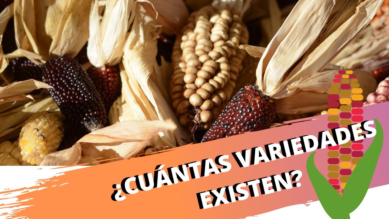 TIPOS DE MAÍZ EN MÉXICO 🌽🌽😬😬MAÍZ MEXICANO  (Gastronomía)-CHEF MODE MEDIA