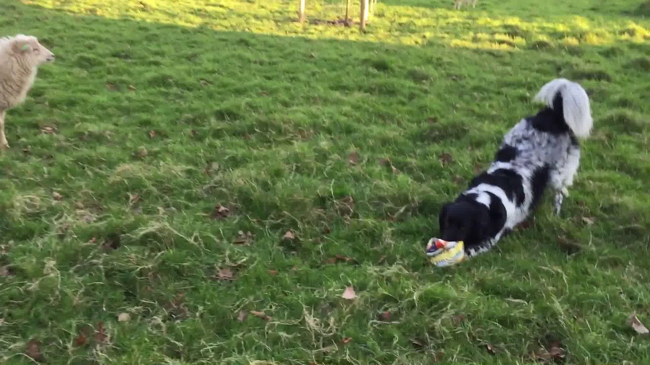Ouessant sheep playing with the dog Friese Stabij