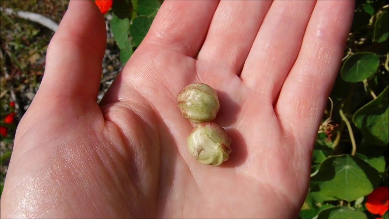how to collect nasturtium seeds, how to store nasturtium seeds, how to harvest nasturtium seeds