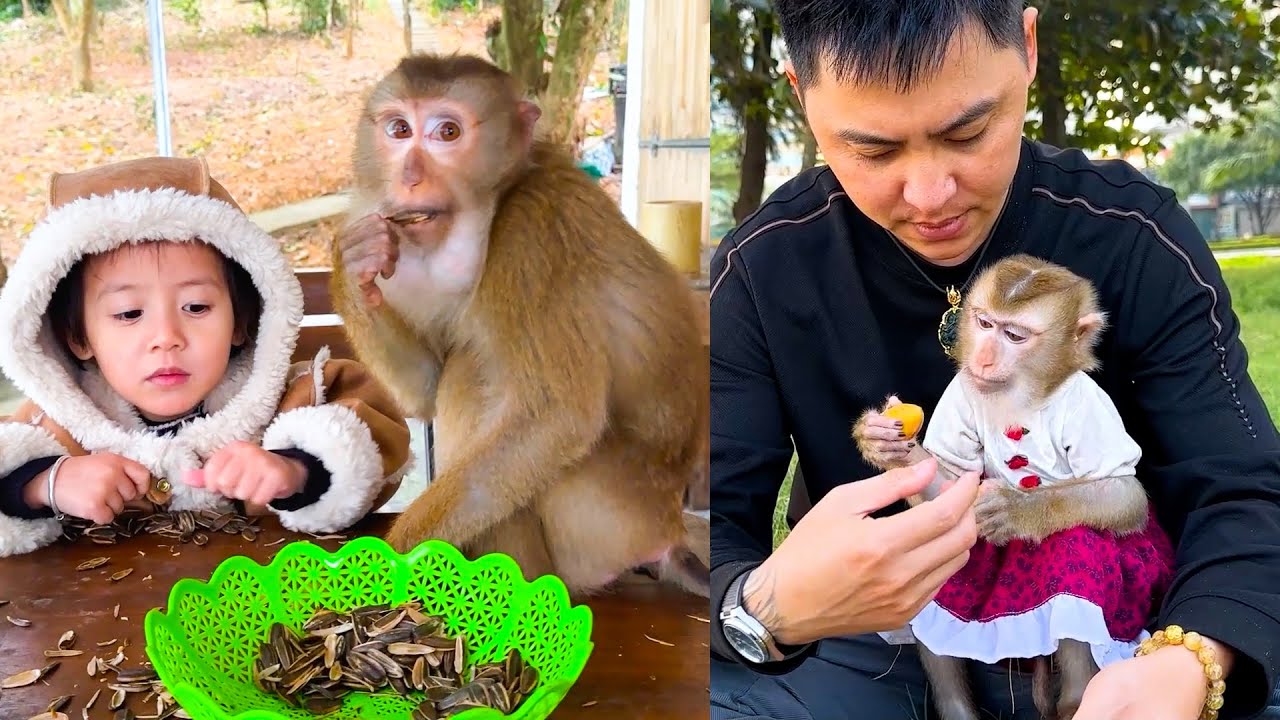 How Monkey Kaka Changed After Leaving Her Family?