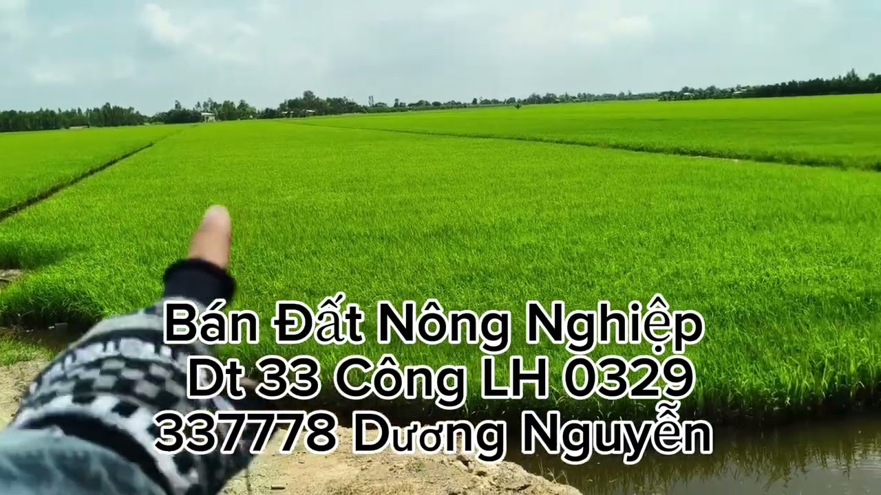 Nhà Đất Bán Đất Nông Nghiệp Dt 33 Công Giá 230tr Công/1000m2 Tân Thạnh Long An Cũ Tây Ninh Mới 