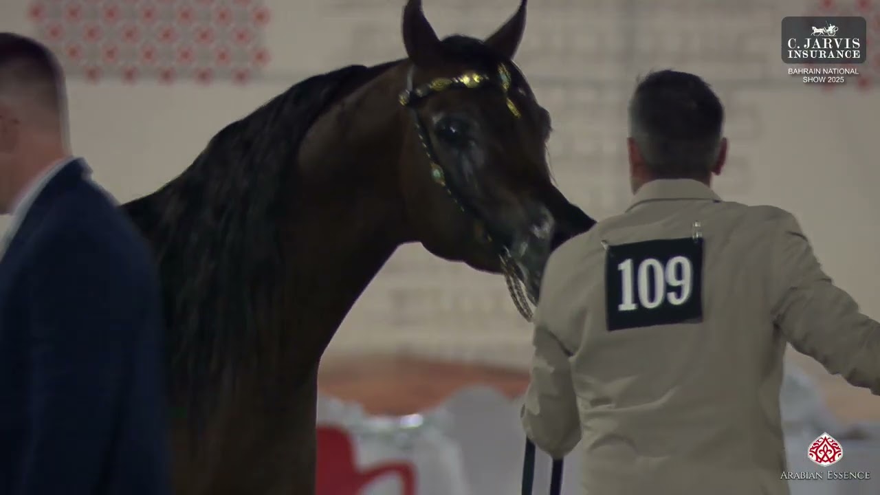 N 109 AMS ALFAHAD   Bahrain National Show 2025   Senior Stallions   Section B Class 6B