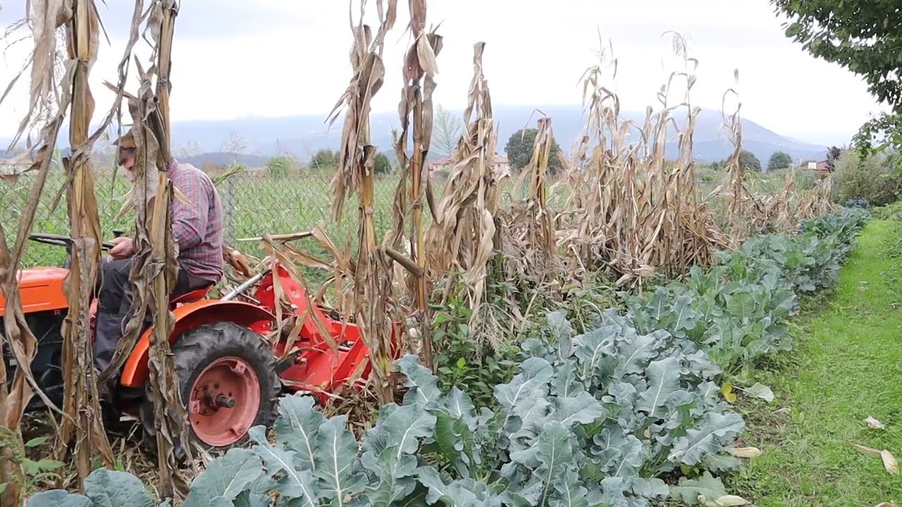 trinciatura stocchi mais con kubota b6000