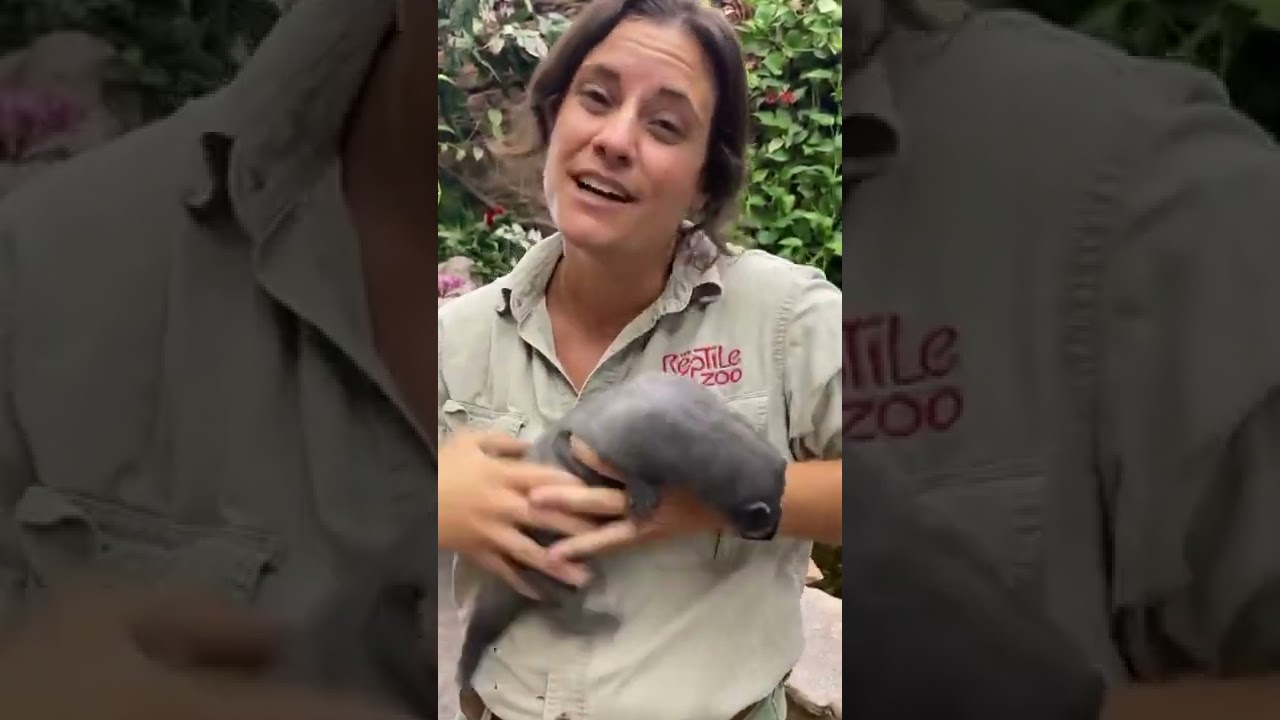 Baby Mink Saved From Fur Farm 😱 #shorts #animals #cuteanimals #mammals #mink #cute