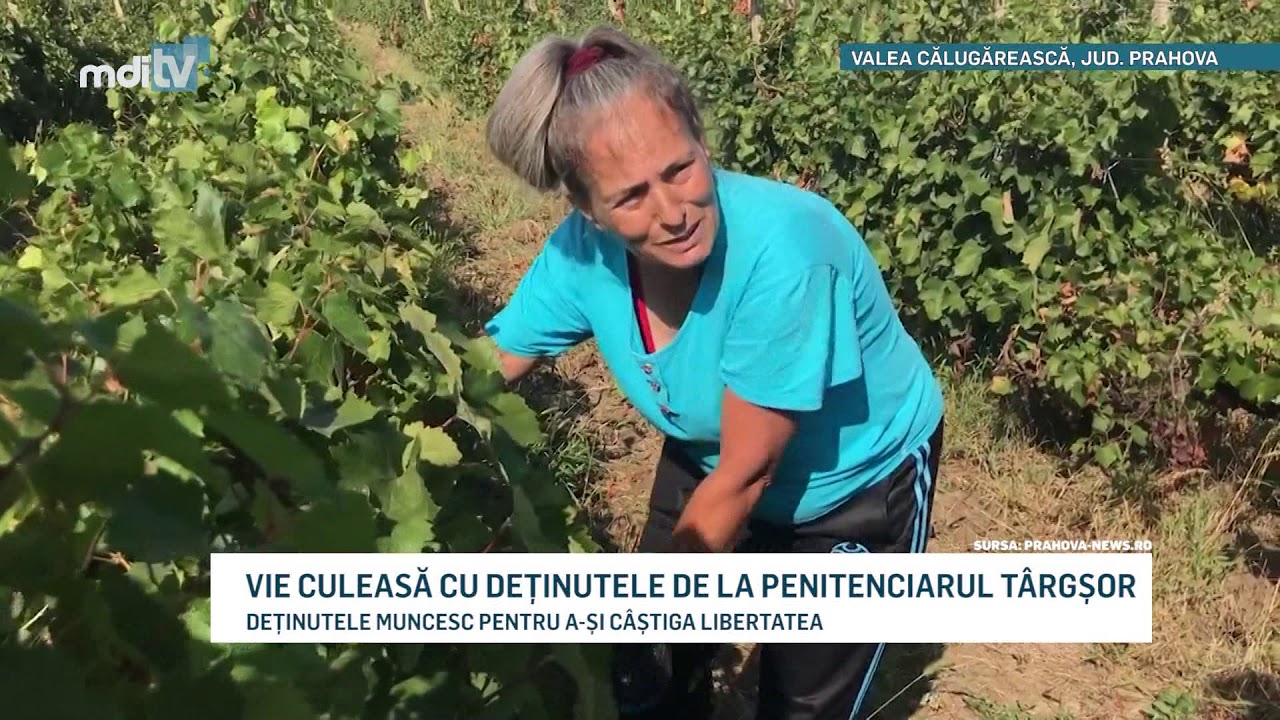 VIE CULEASA CU DETINUTELE DE LA PENITENCIARUL TARGSOR   YOUTUBE