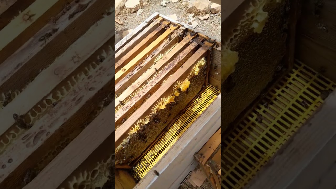 بداية جني العسل انتظرو الجديد