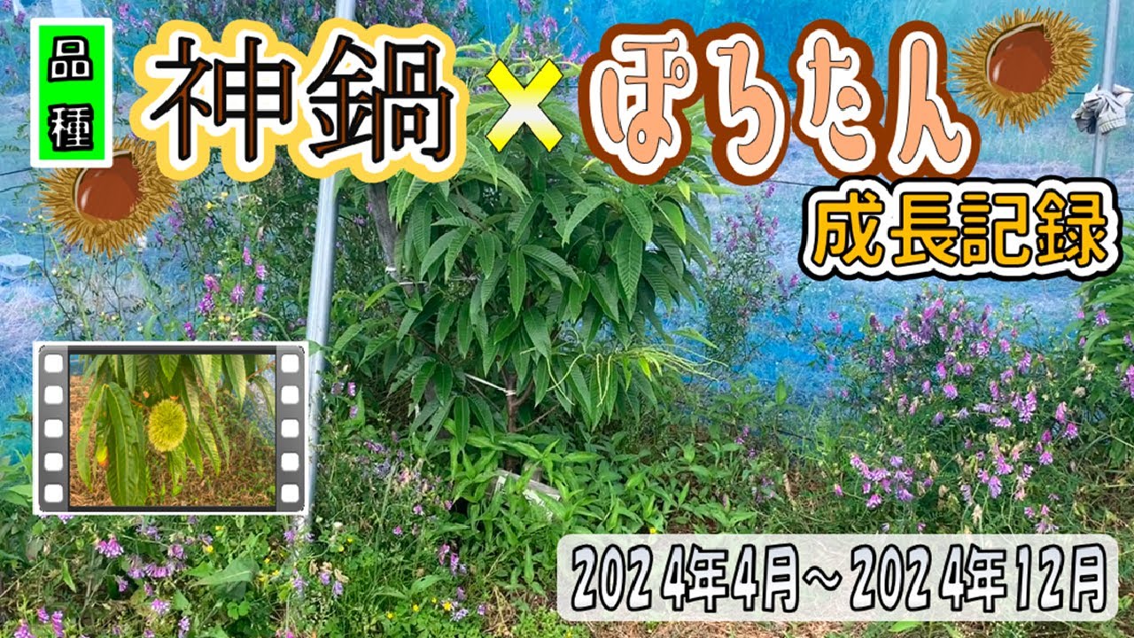 【栗栽培】2024年4月～2024年12月　栗の神鍋とぽろたんの成長記録【神鍋】【ぽろたん】