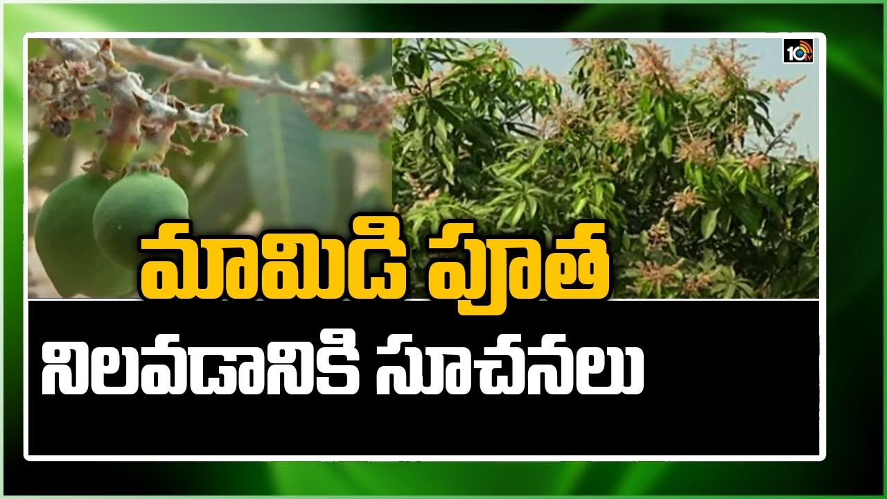 మామిడి పూత నిల‌వ‌డానికి సూచ‌న‌లు: Mango Farming Techniques | Matti Manishi | 10TV News
